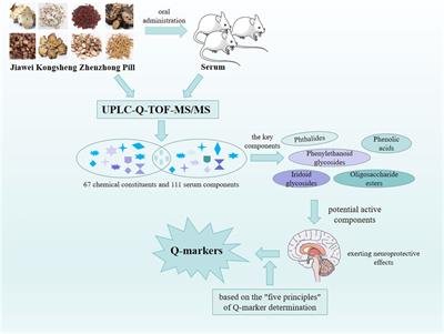 Jiawei Kongsheng Zhenzhong Pill: marker compounds, absorption into the serum (rat), and Q-markers identified by UPLC-Q-TOF-MS/MS